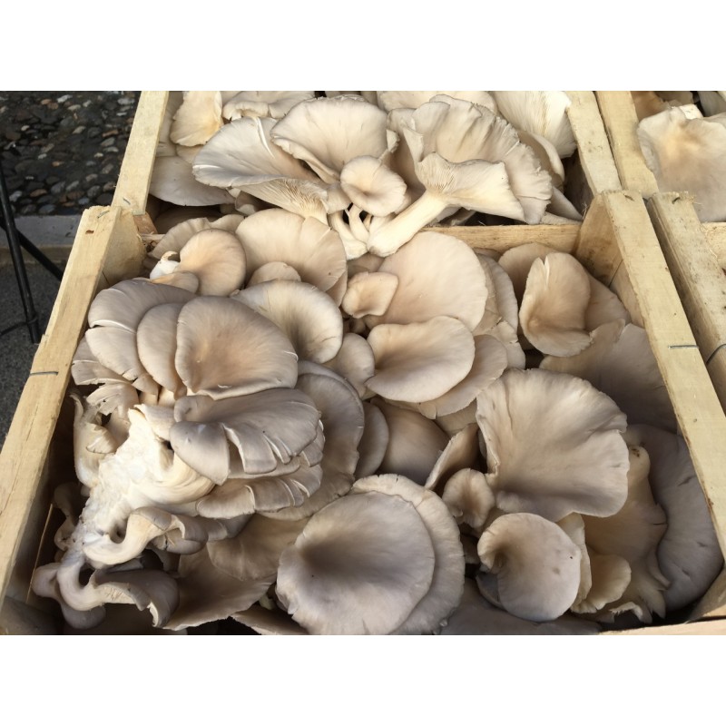 Champignon pleurote