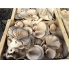 Champignon pleurote