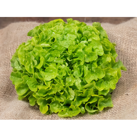 Salade feuille de chêne verte
