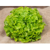 Salade feuille de chêne verte