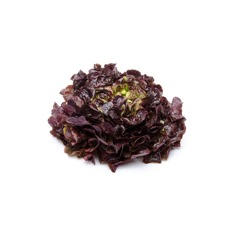 Salade feuille de chêne rouge