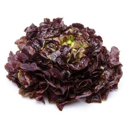 Salade feuille de chêne rouge