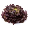 Salade feuille de chêne rouge